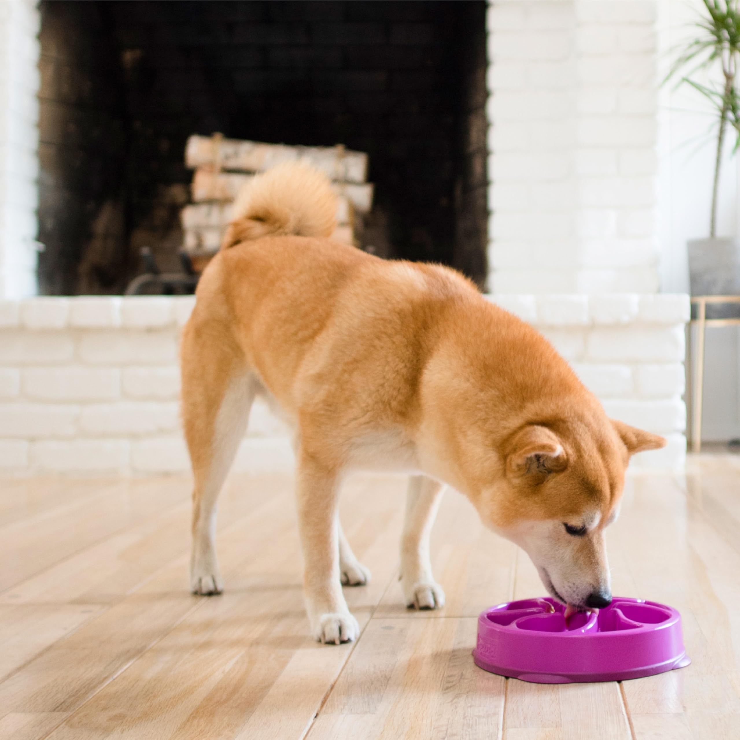 Fun Feeder Slo Bowl – Large 4‑Cup Capacity, Slow Feeding, Medium to Large Dogs, Non‑Slip, Turquoise, Drop Pattern