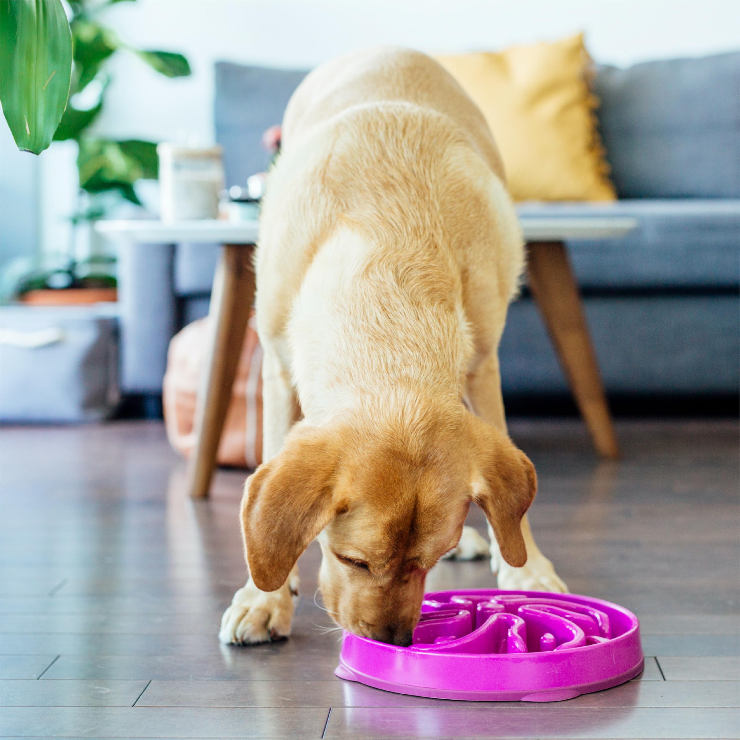 Fun Feeder Slo Bowl – Large 4‑Cup Capacity, Slow Feeding, Medium to Large Dogs, Non‑Slip, Turquoise, Drop Pattern