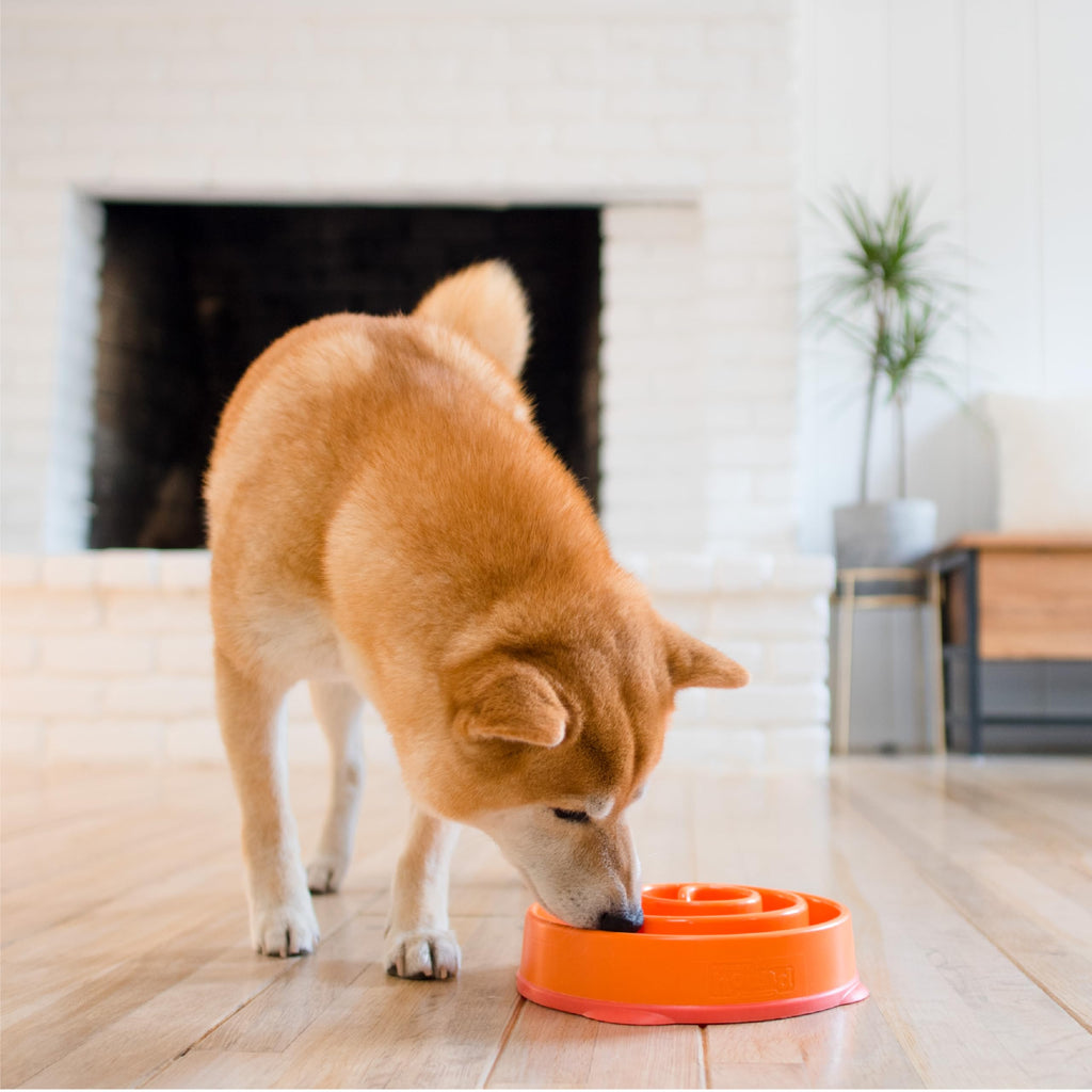 Fun Feeder Slo Bowl – Large 4‑Cup Capacity, Slow Feeding, Medium to Large Dogs, Non‑Slip, Turquoise, Drop Pattern