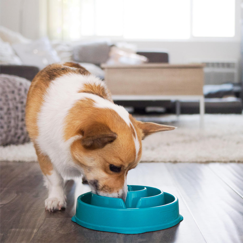 Fun Feeder Slo Bowl – Large 4‑Cup Capacity, Slow Feeding, Medium to Large Dogs, Non‑Slip, Turquoise, Drop Pattern